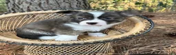 Mixed Breed dogs for sale: Red collar Boy - Ad 5