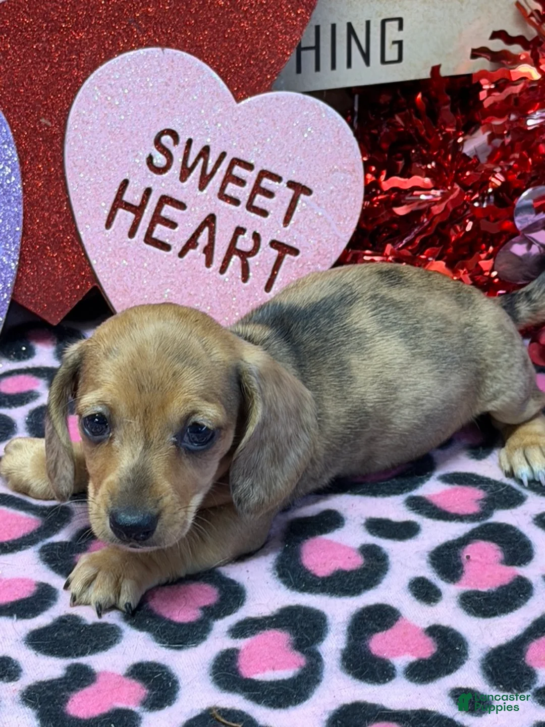 Miniature Dachshund dogs for sale: Ellis - Ad 3