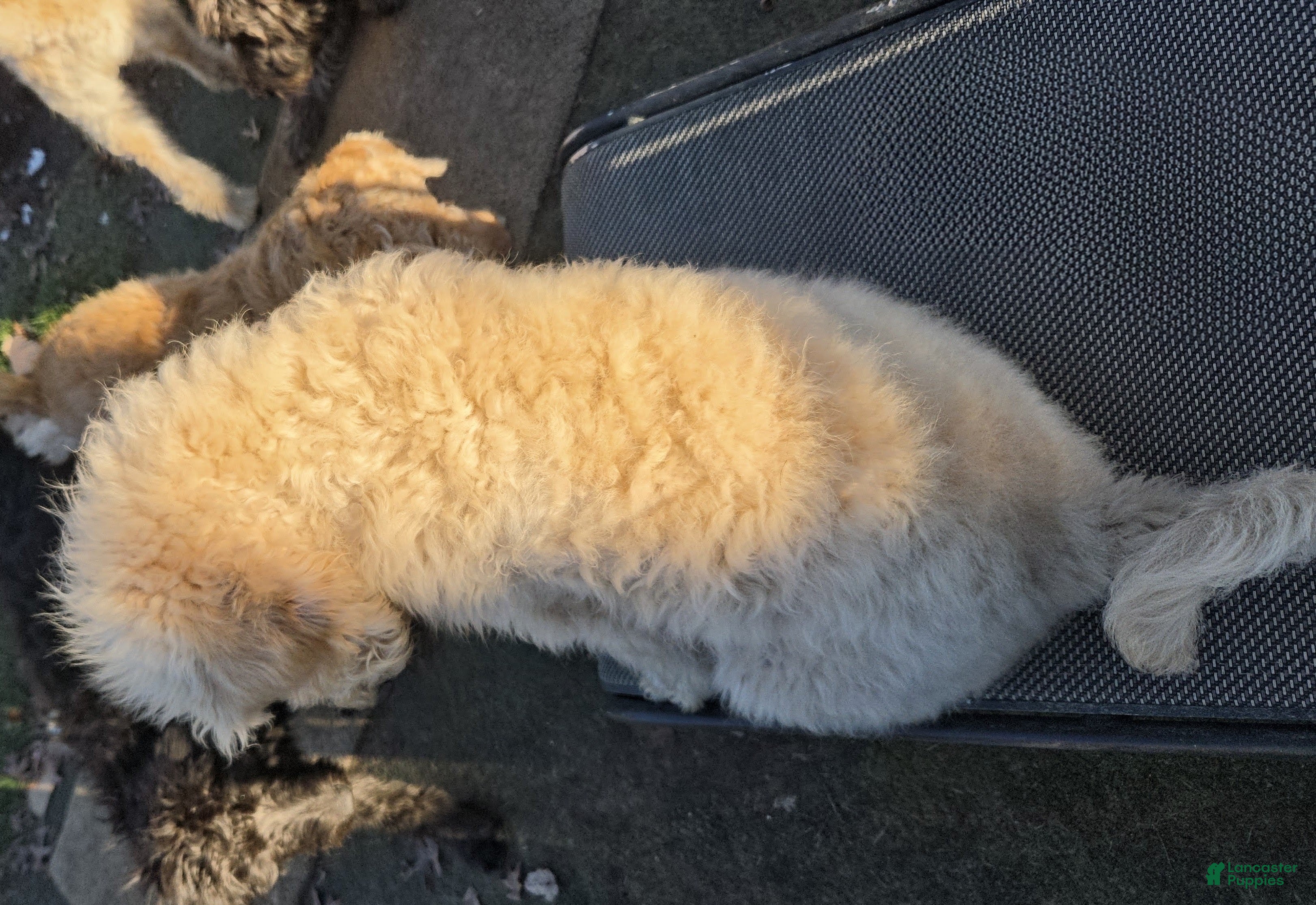 Labradoodle dogs for sale: Ben - Ad 2