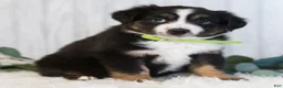 Miniature Australian Shepherd dogs for sale: George  - Ad 5