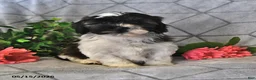 Teddy Bear dogs for sale: Aurora - Ad 1