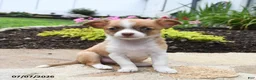 Chihuahua dogs for sale: Bonita - Ad 1