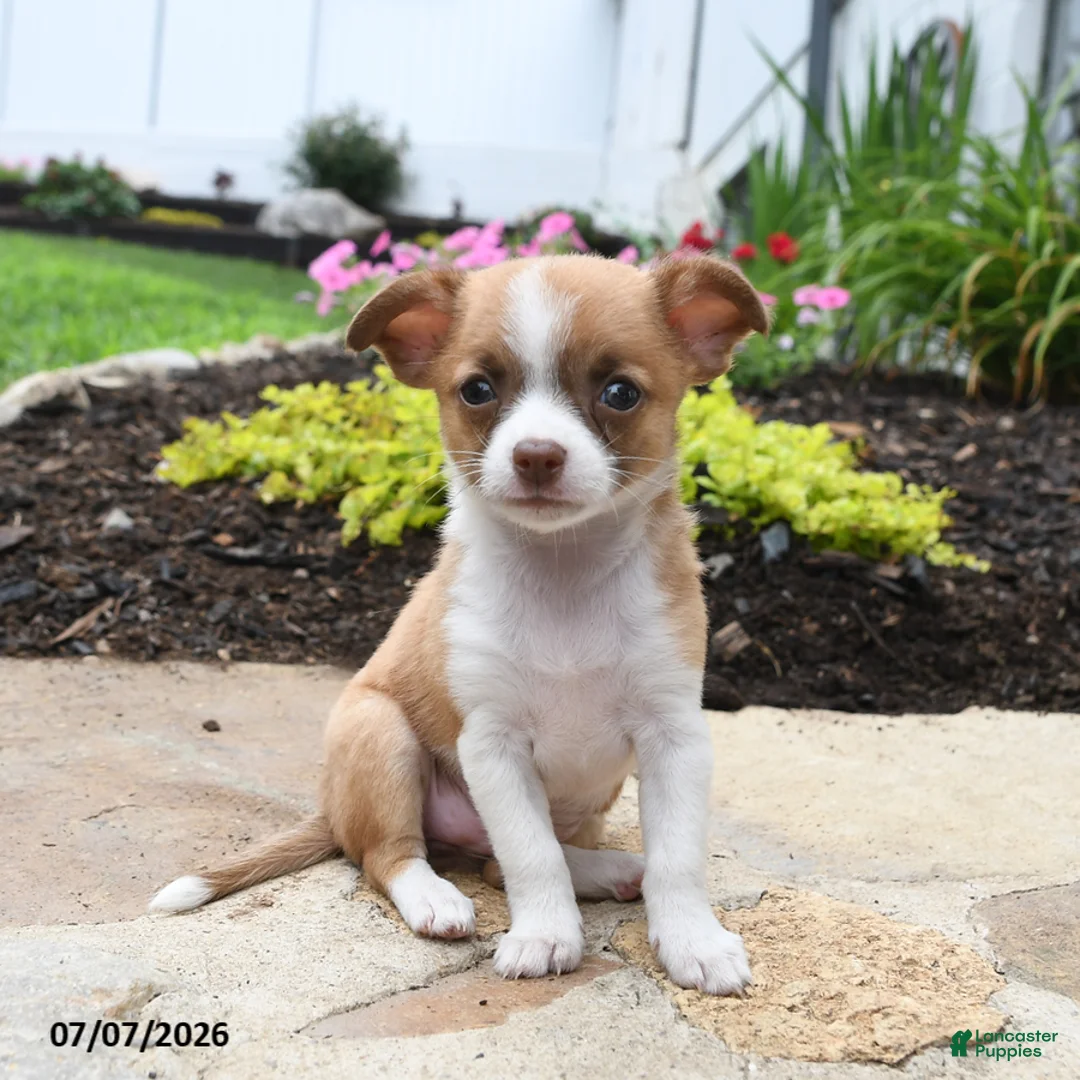 Chihuahua dogs for sale: Bonita - Ad 1