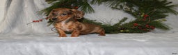 Miniature Dachshund dogs for sale: Coco - Ad 9