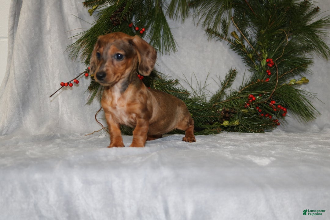 Miniature Dachshund dogs for sale: Coco - Ad 9