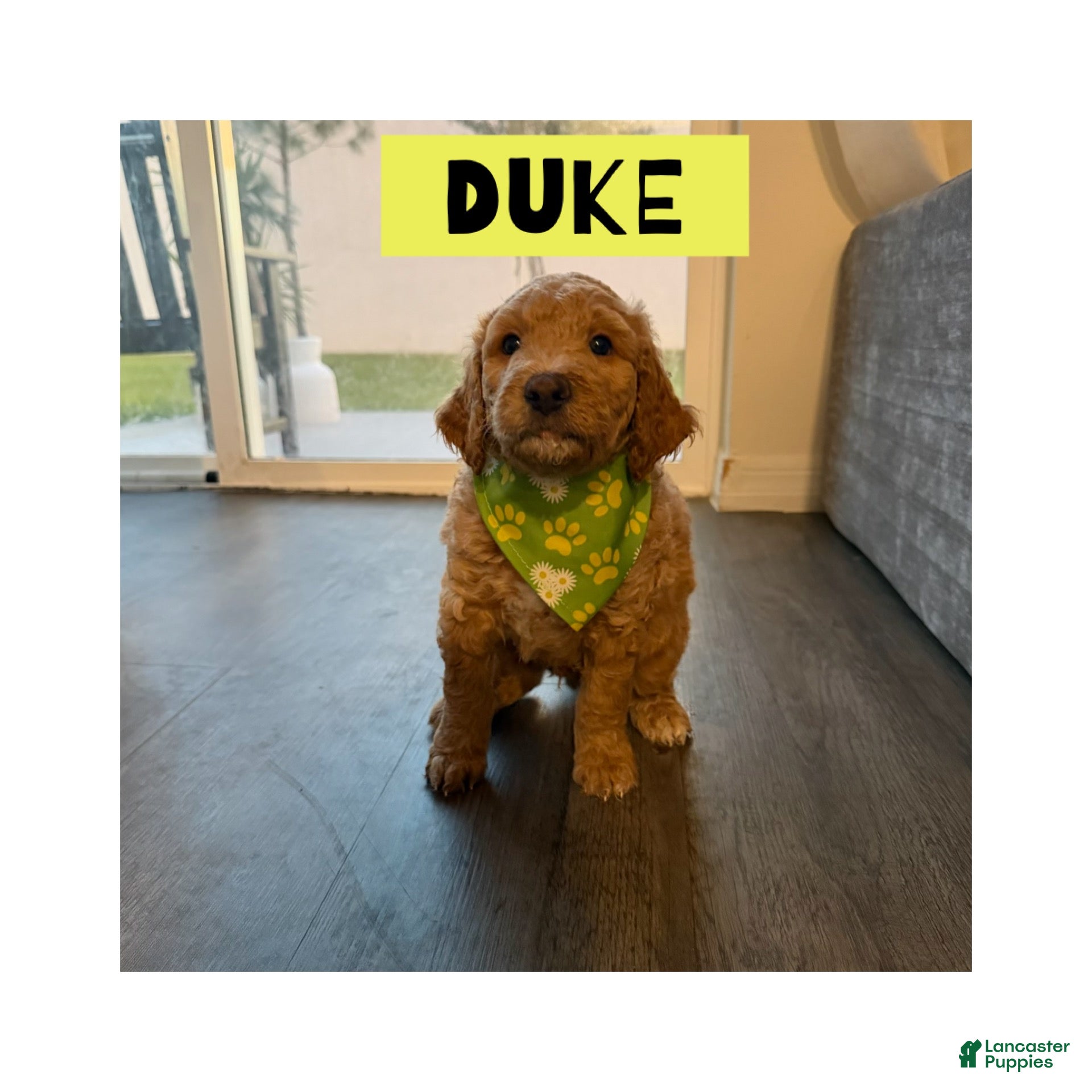 Goldendoodle dogs Duke - Ad 30