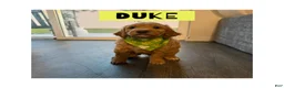 Goldendoodle dogs for sale: Duke - Ad 1