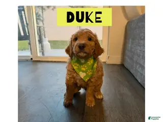 Goldendoodle dogs Duke - Ad 18