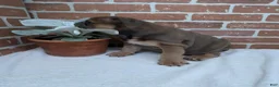 English Bulldog dogs for sale: Sawyer - Ad 2