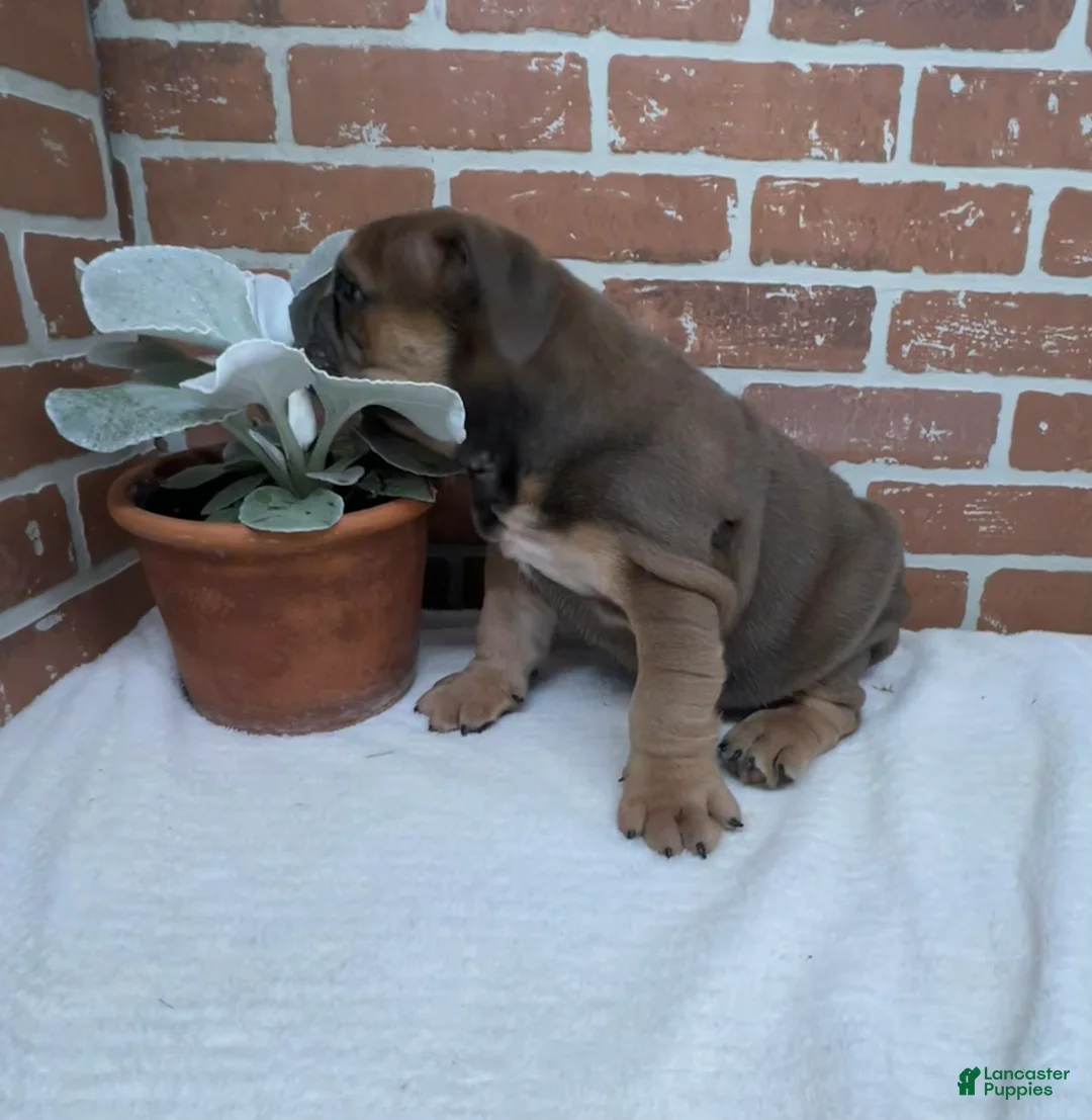 English Bulldog dogs for sale: Sawyer - Ad 2