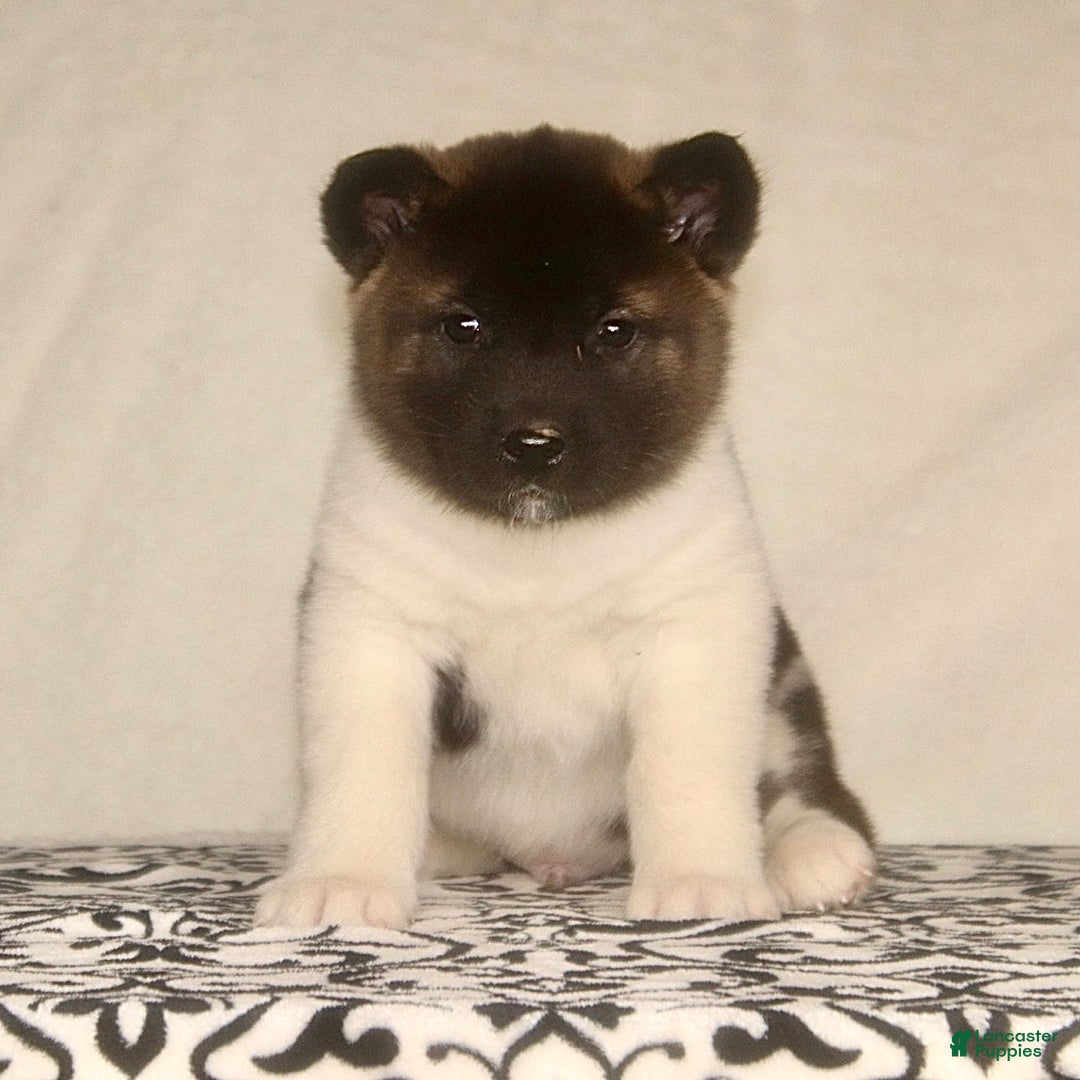 Akita dogs for sale: Axel - Ad 2