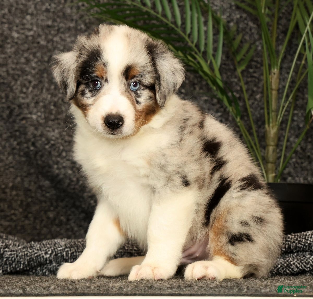 Miniature Australian Shepherd dogs Milo - Ad 2
