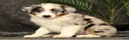 Miniature Australian Shepherd dogs for sale: Milo - Ad 2