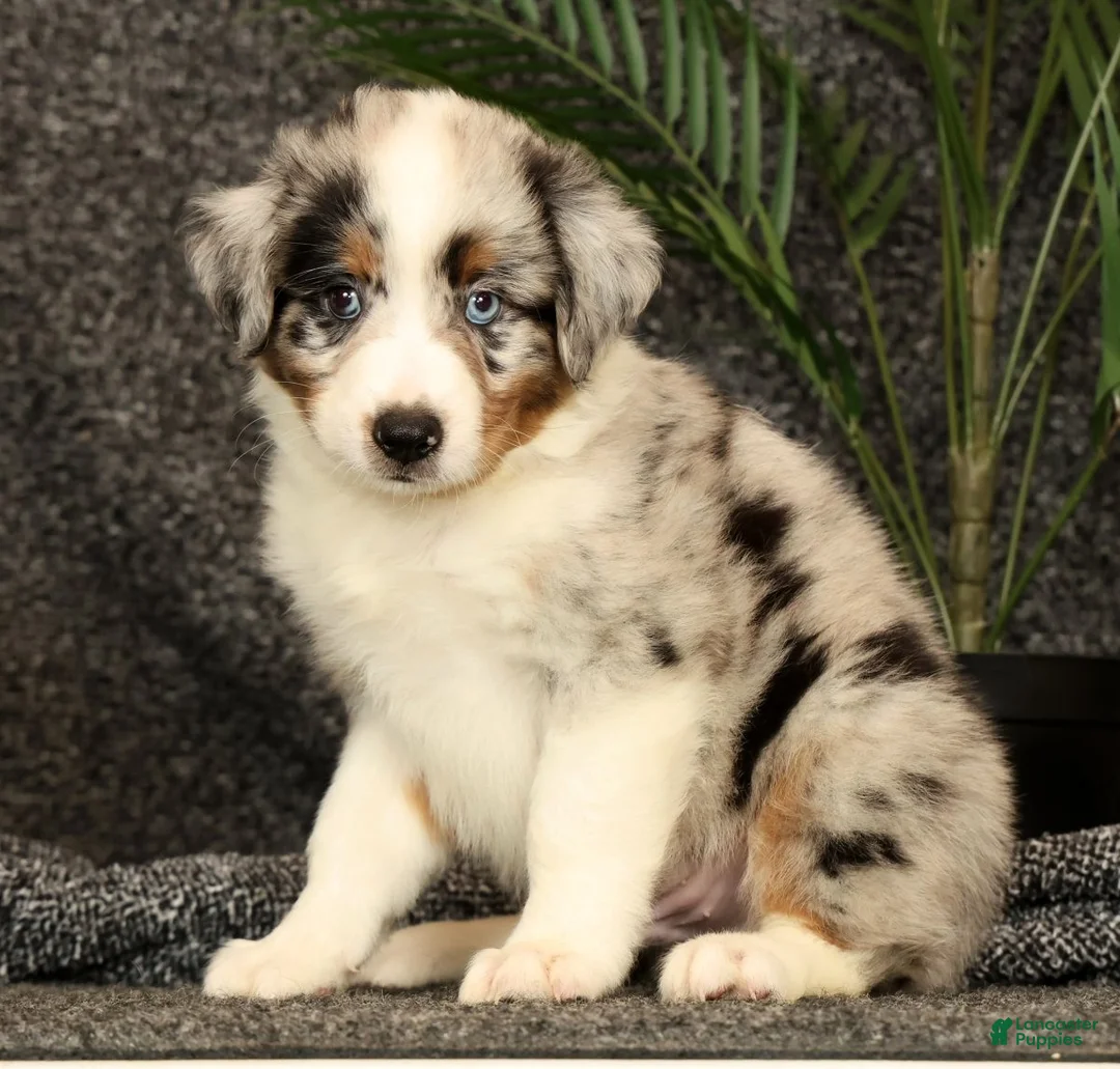 Miniature Australian Shepherd dogs for sale: Milo - Ad 2