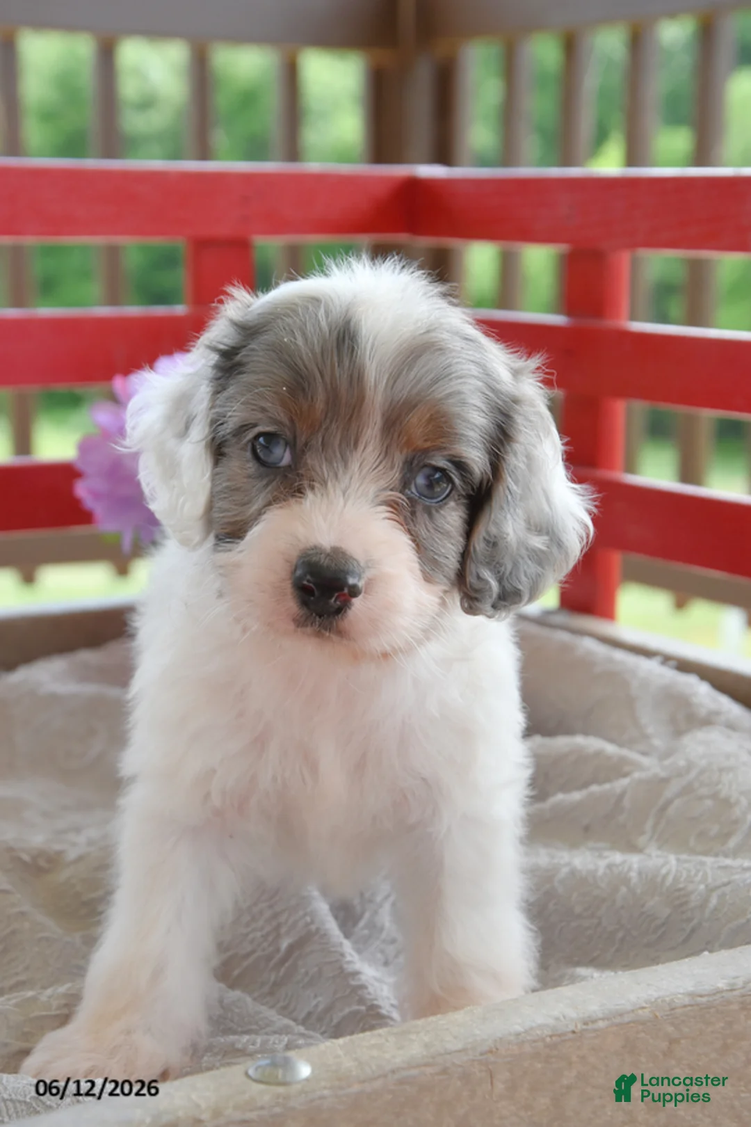 Cockapoo dogs for sale: Quill - Ad 1
