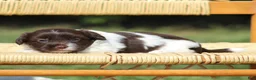 Havanese dogs for sale: Dolly - Ad 3