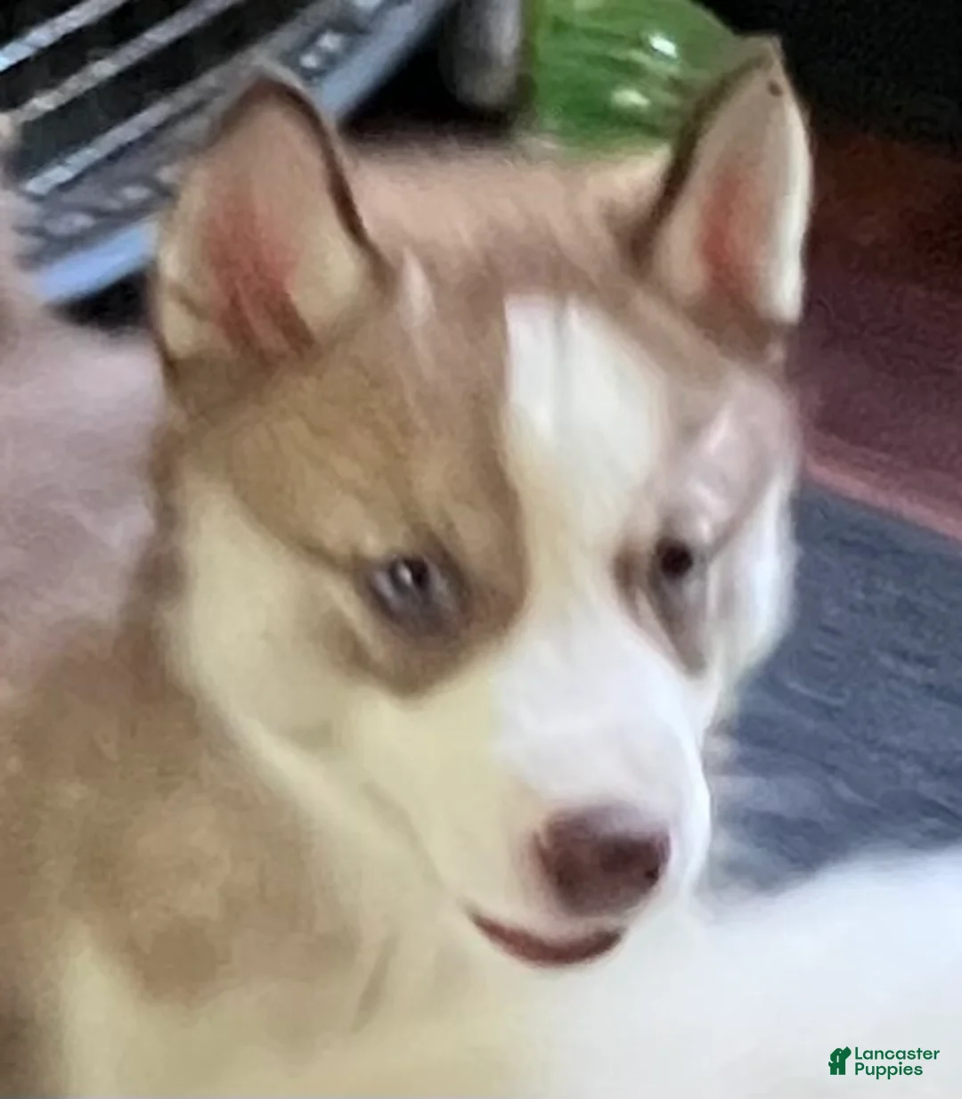 Siberian Husky dogs for sale: Willow our explorer - Ad 1