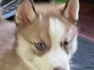 Siberian Husky dogs for sale: Willow our explorer - Ad 3