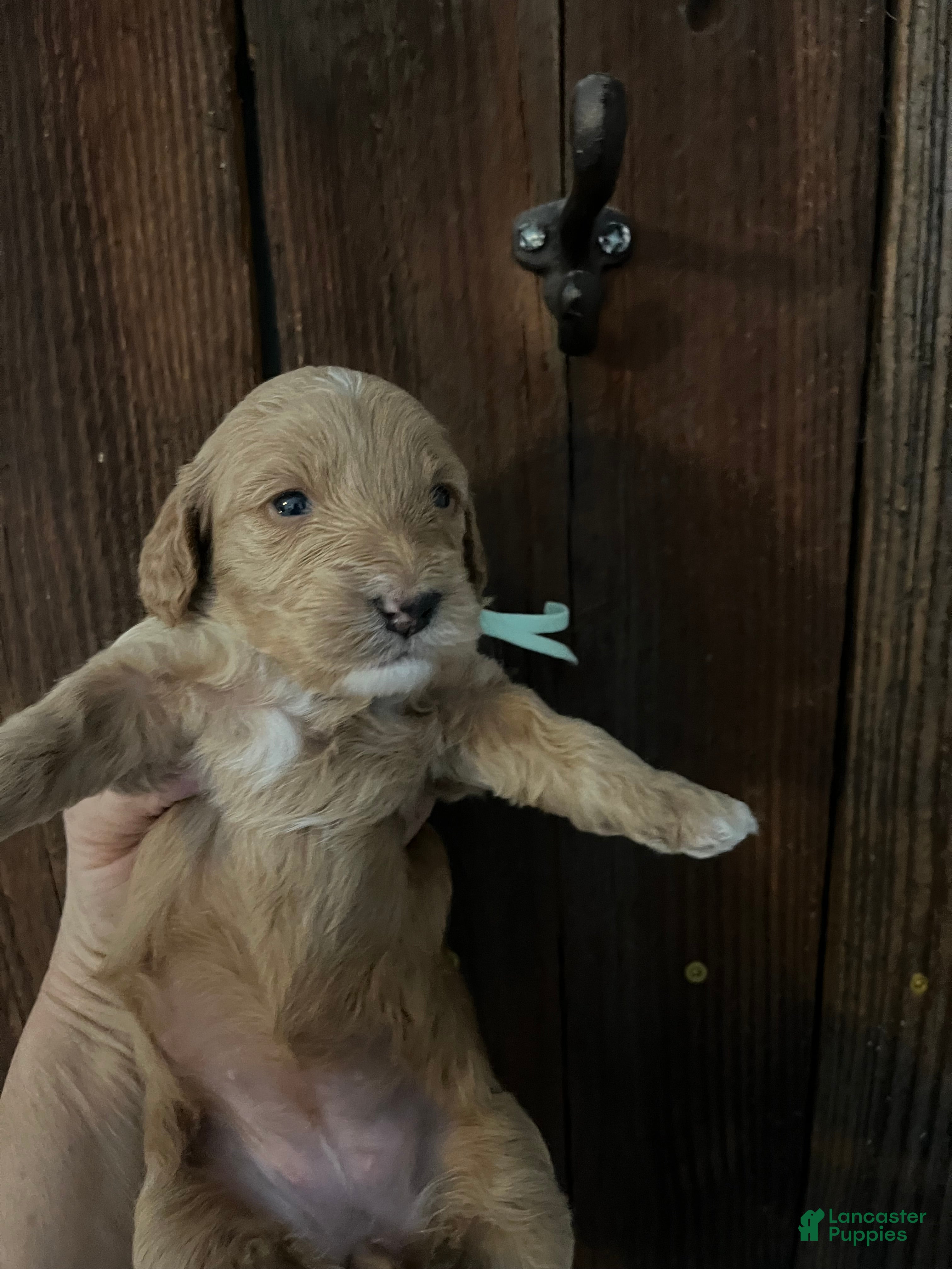 Mini Goldendoodle dogs Biscuit - Ad 6