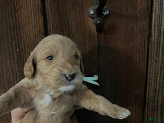Mini Goldendoodle dogs Biscuit - Ad 6