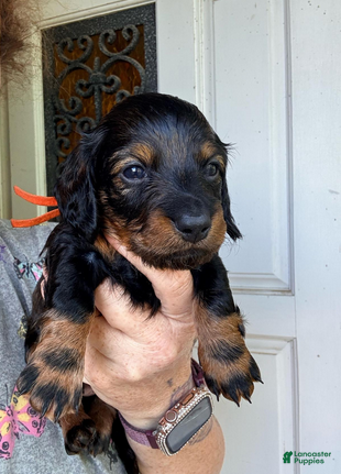 Dachshund dogs Red - Ad 1