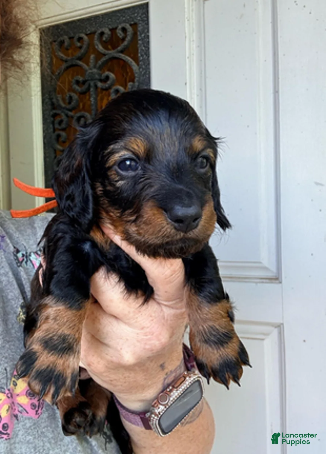 Dachshund dogs for sale: Red - Ad 1