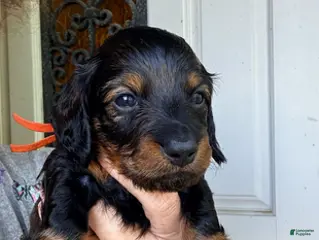 Dachshund dogs for sale: Red - Ad 2