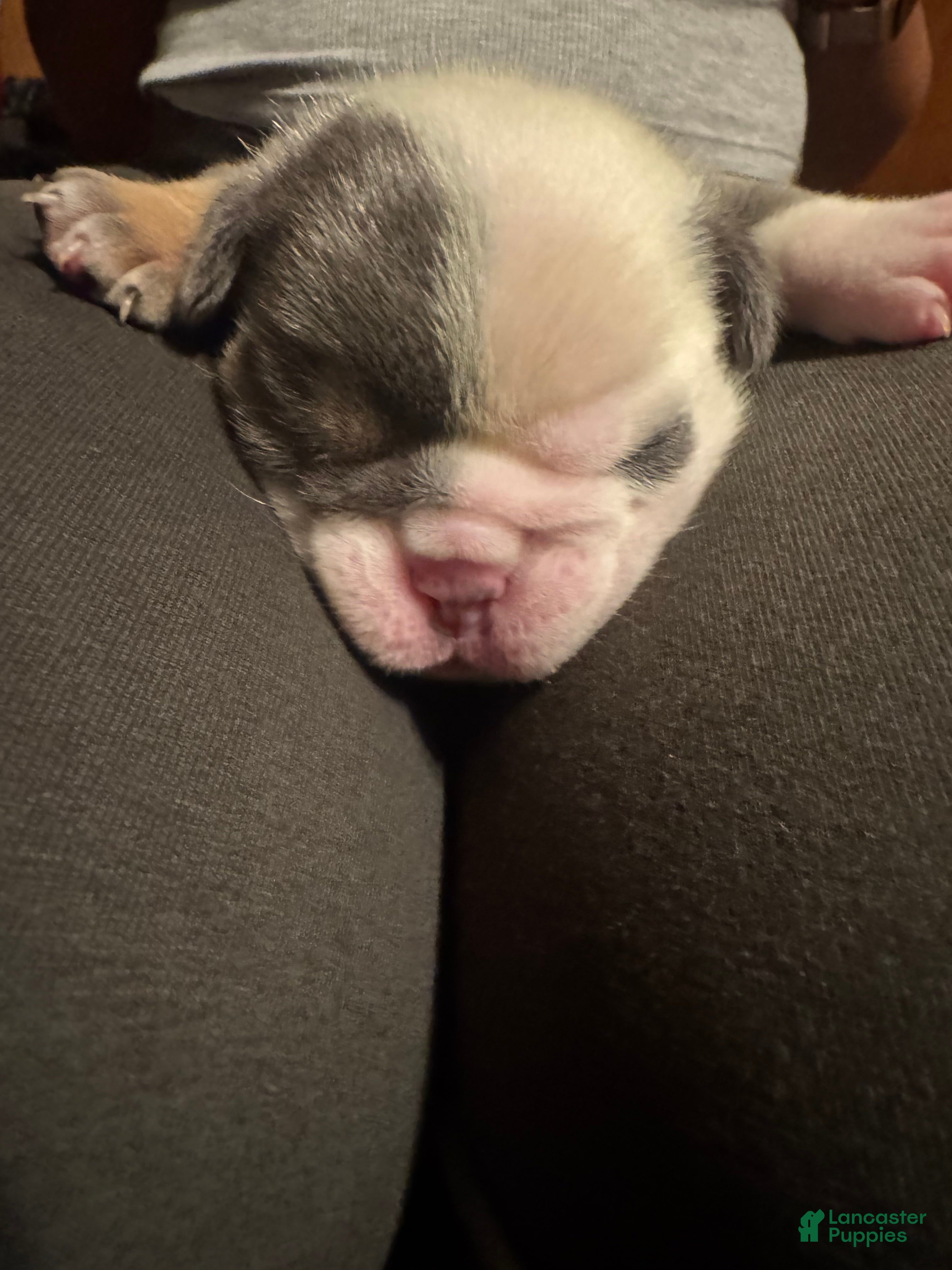 English Bulldog dogs for sale: English Bulldog 1 - Ad 2
