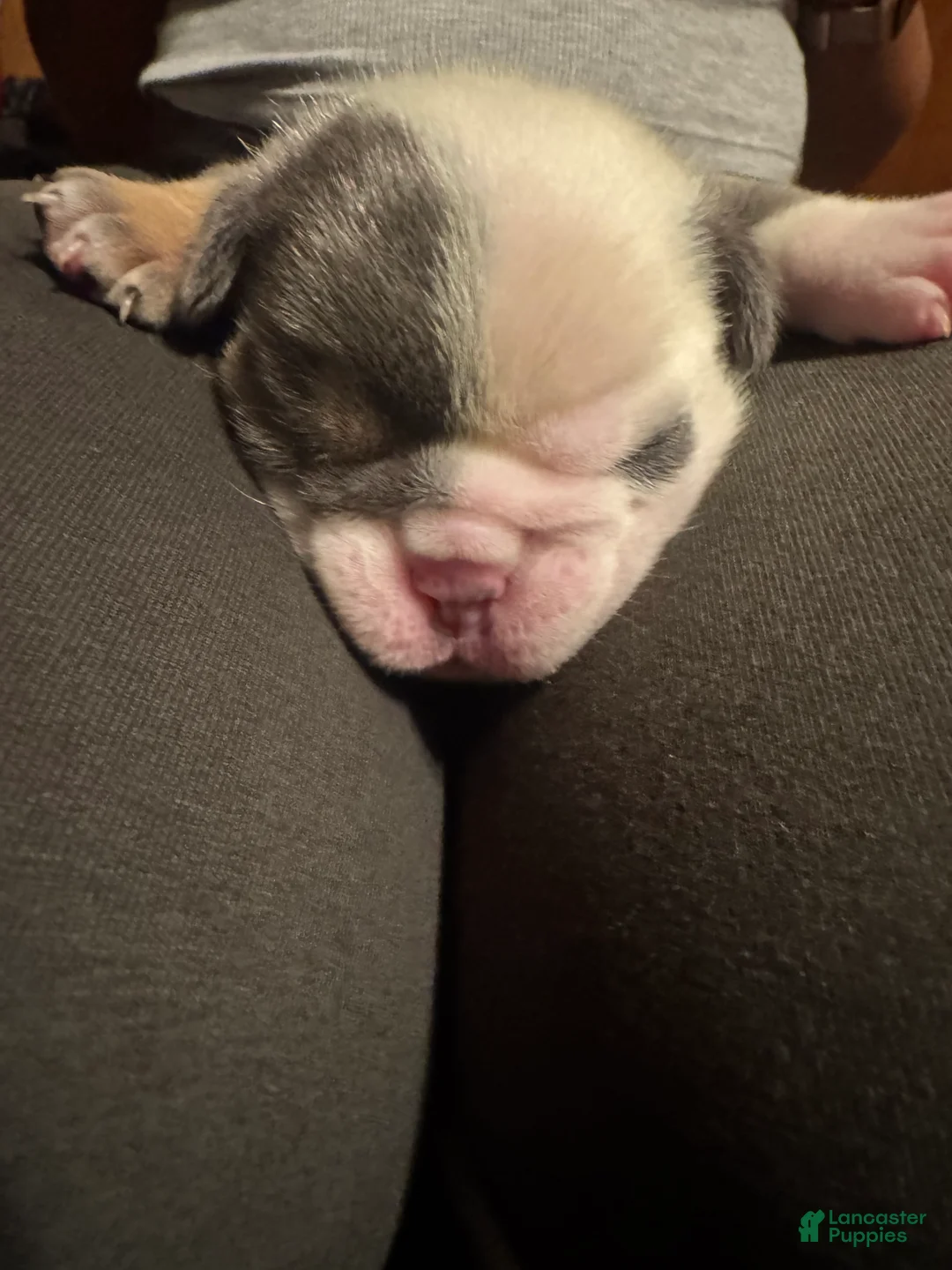 English Bulldog dogs for sale: English Bulldog 1 - Ad 2
