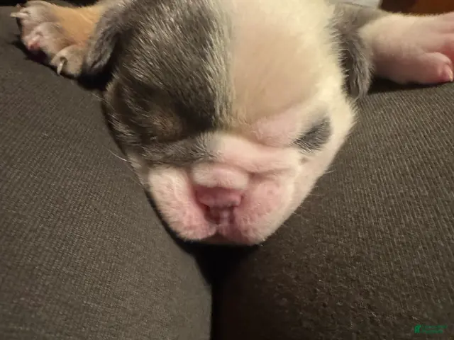 English Bulldog dogs for sale: English Bulldog 1 - Ad 2