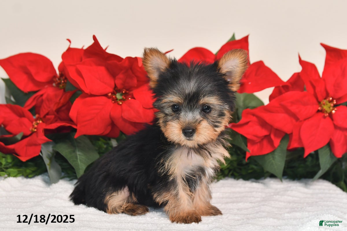 Yorkshire Terrier dogs Harper - Ad 39