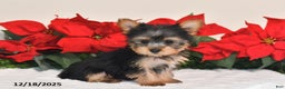 Yorkshire Terrier dogs for sale: Harper - Ad 1