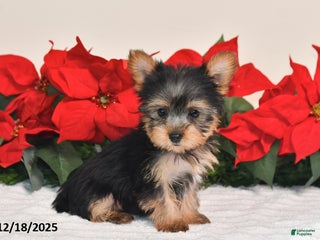Yorkshire Terrier dogs Harper - Ad 21