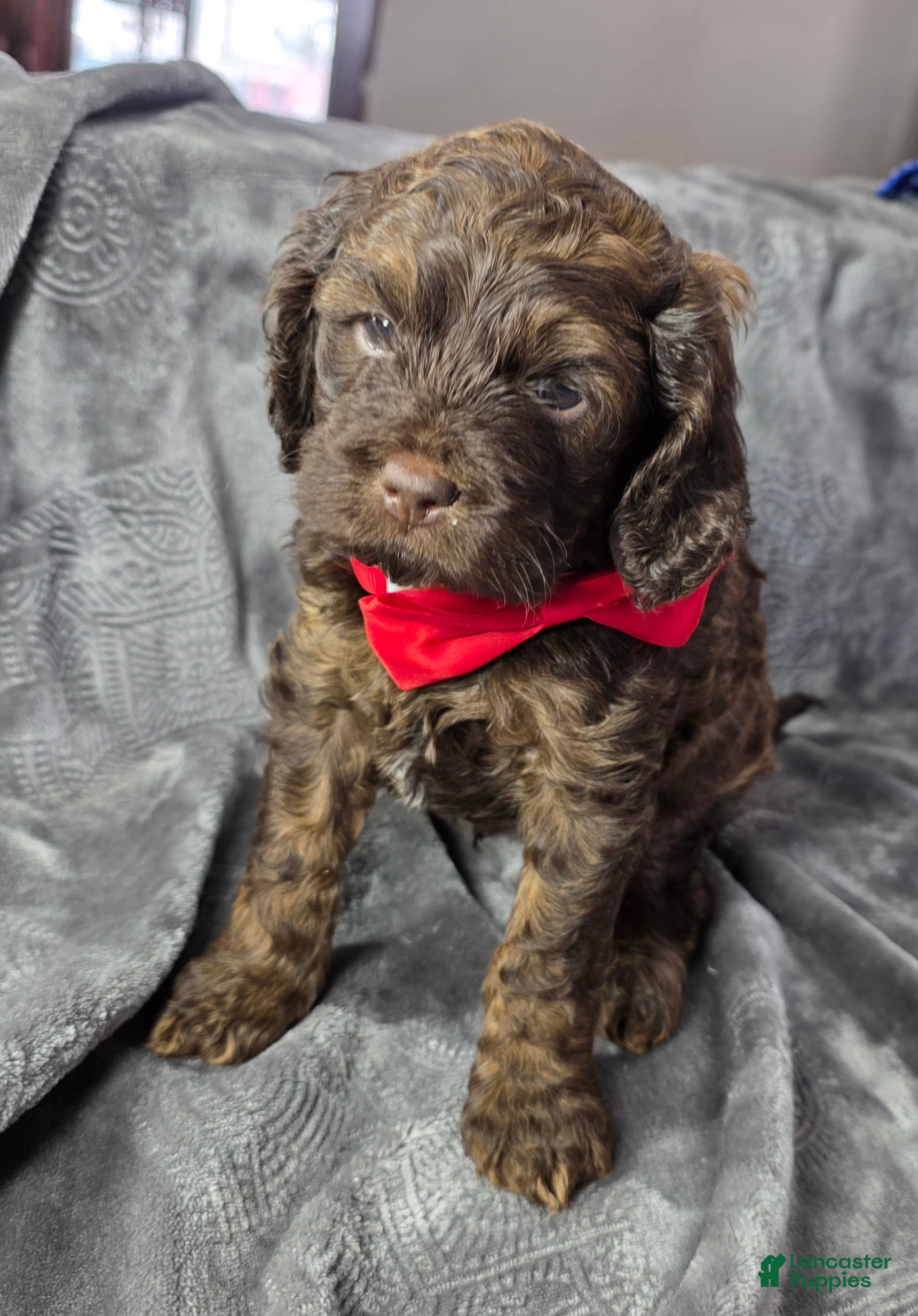 Cockapoo dogs Cockapoo Puppy 2 - Ad 2