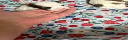 Shorkie dogs for sale: Shorkie 5 - Ad 8