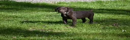 German Shorthaired Pointer dogs for sale: Buck - Ad 26