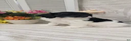 Cockapoo dogs for sale: Syria  - Ad 8