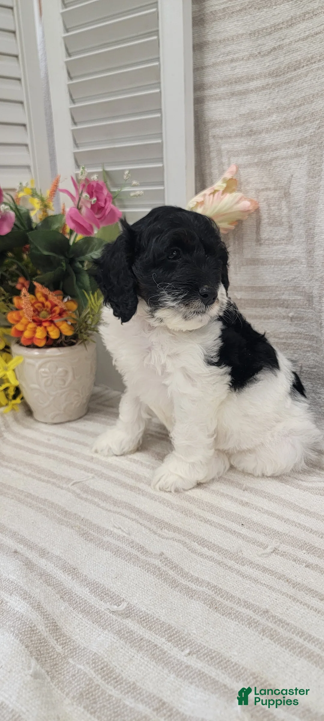 Cockapoo dogs for sale: Syria  - Ad 8