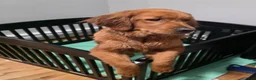 Golden Retriever dogs for sale: Golden Retriever 1 - Ad 6