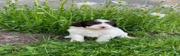 Portuguese Water Dog dogs for sale: Macy - Ad 5