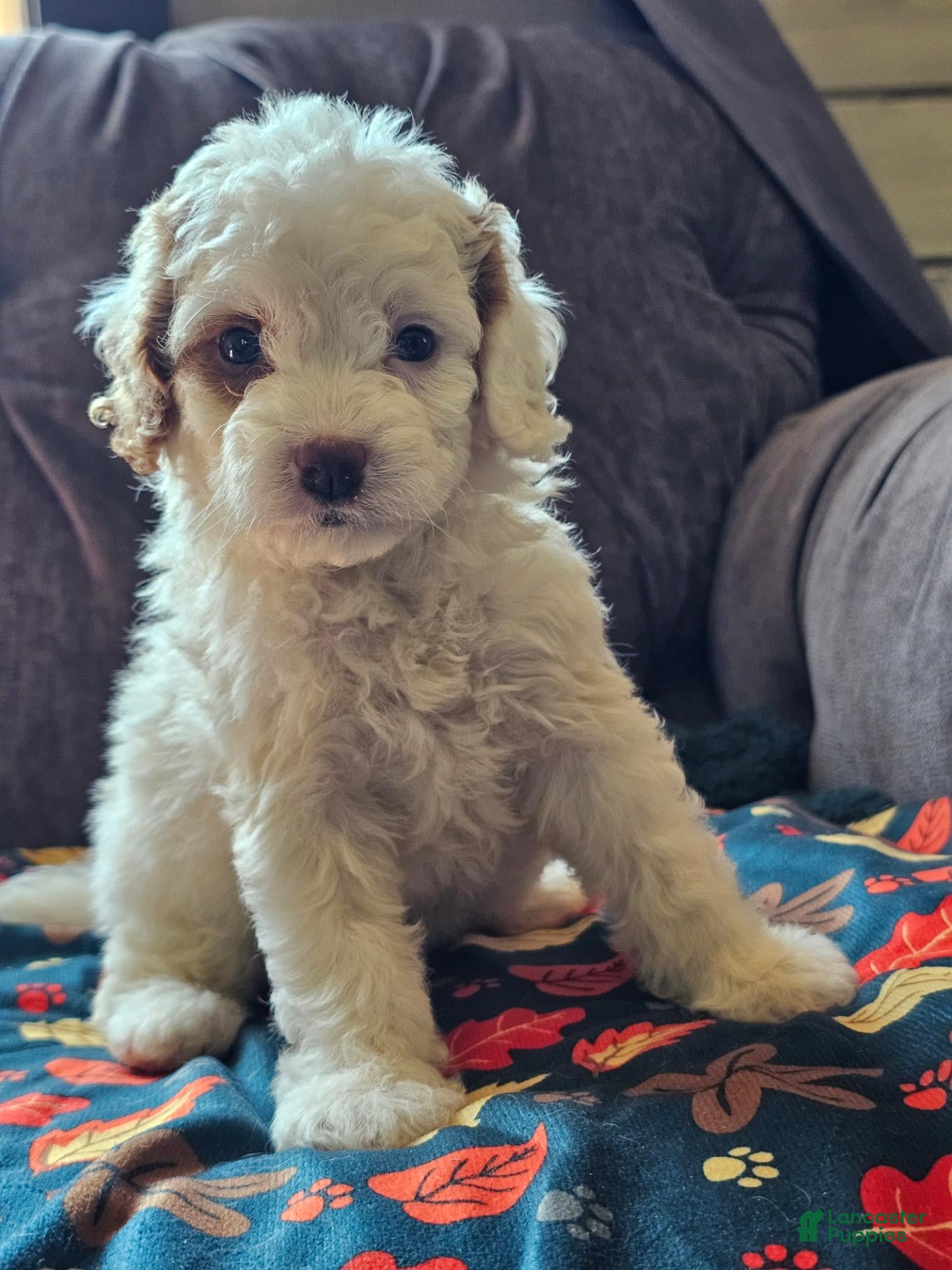 Cavapoo dogs Cavapoo 4 - Ad 2