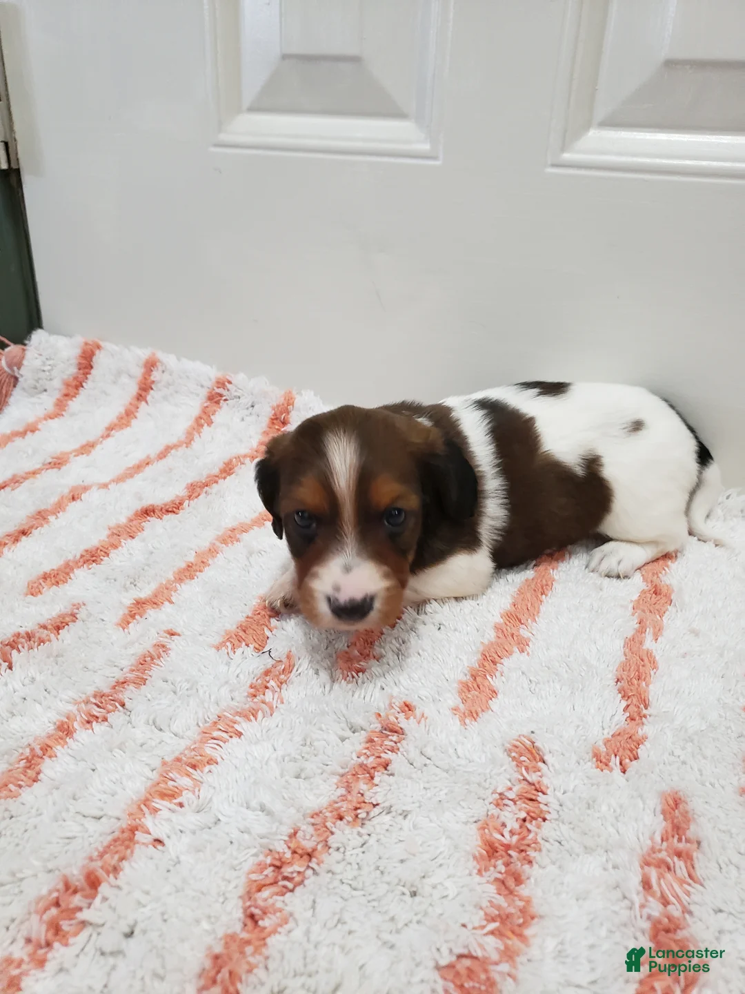 Miniature Dachshund dogs for sale: Rex - Ad 1