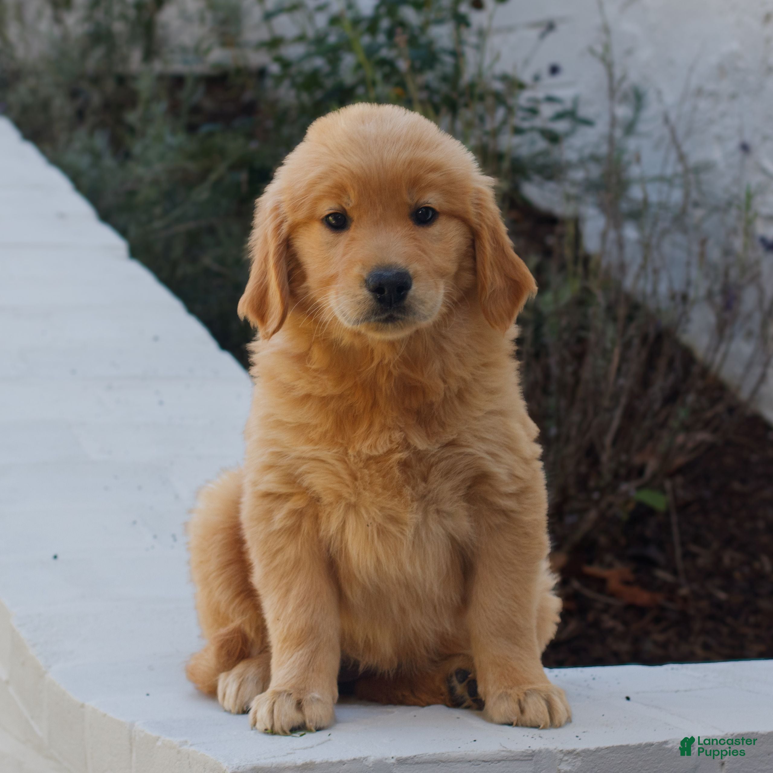 Golden Retriever dogs for sale: Bella  - Ad 1