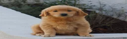 Golden Retriever dogs for sale: Bella  - Ad 1