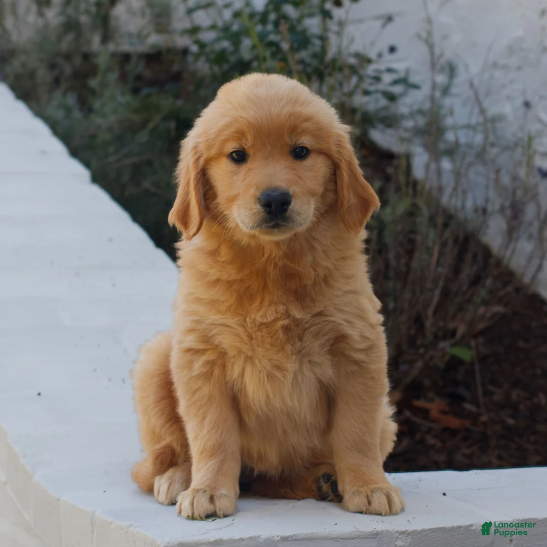 Golden Retriever dogs for sale: Bella  - Ad 1