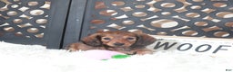 Miniature Dachshund dogs for sale: Miniature Dachshund Bella  - Ad 1
