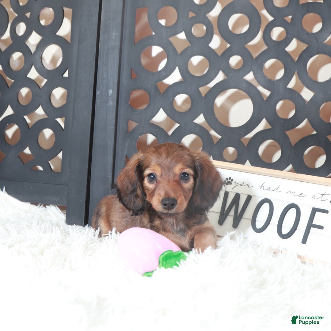 Miniature Dachshund dogs for sale: Miniature Dachshund Bella  - Ad 1