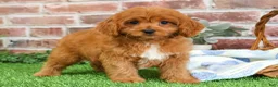 Cavapoo dogs for sale: Boone - Ad 2