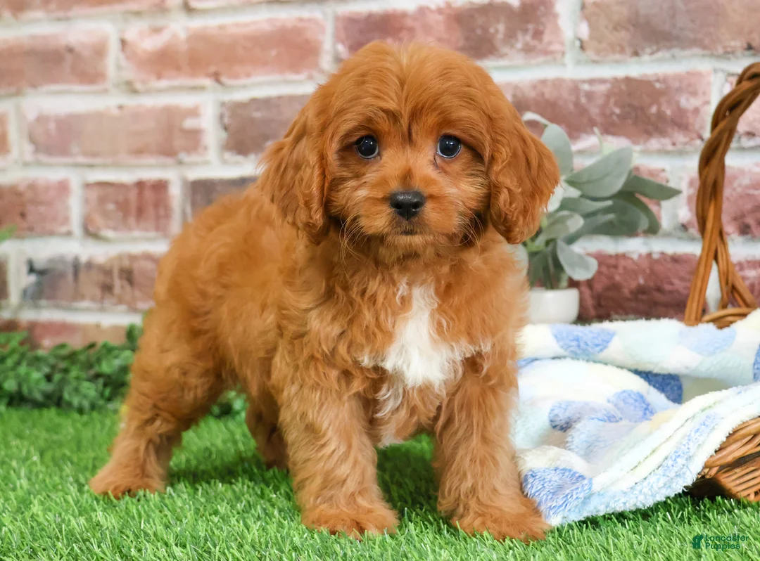 Cavapoo dogs for sale: Boone - Ad 2