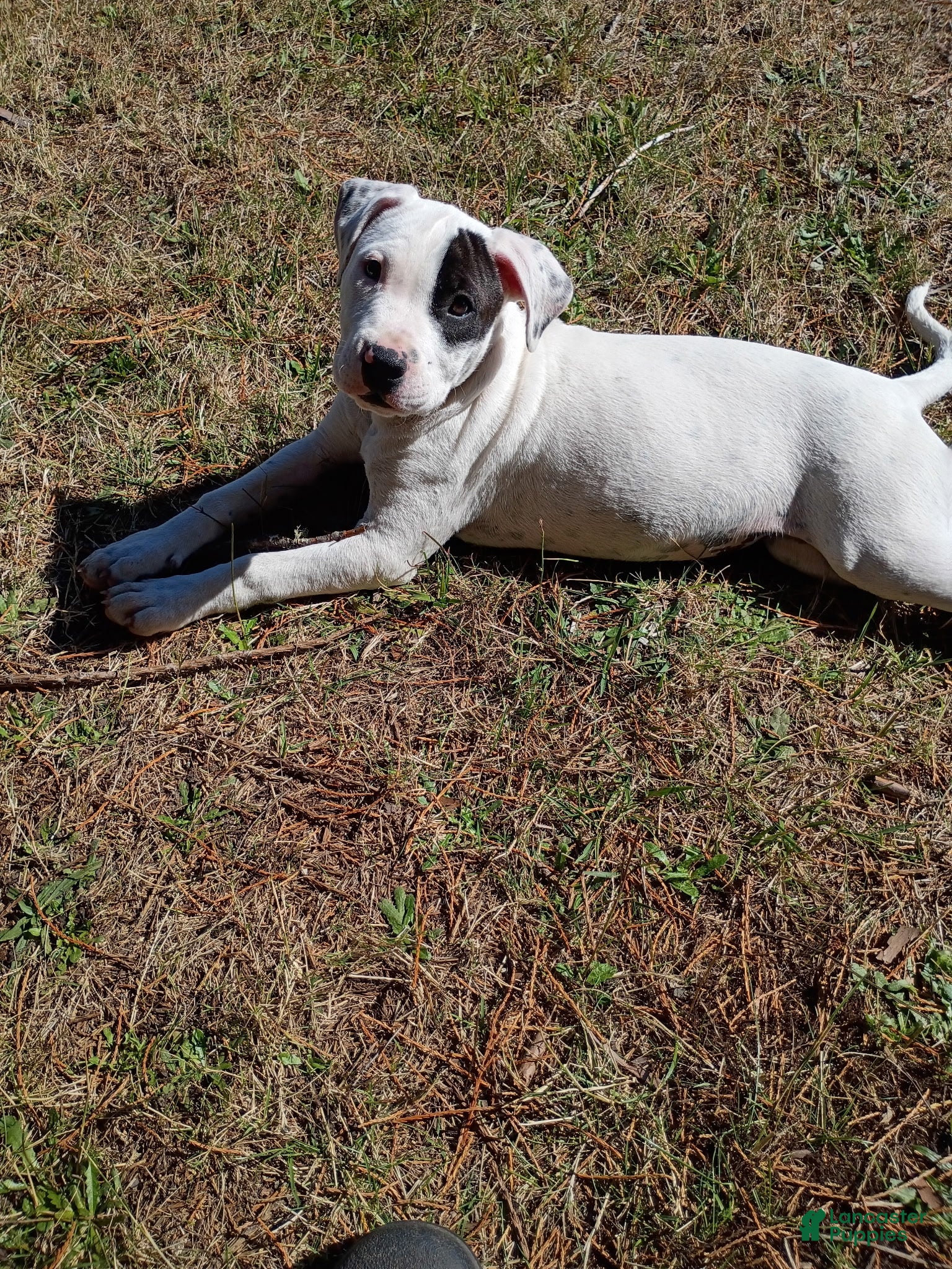 Staffordshire Bull Terrier dogs Lucy - Ad 10